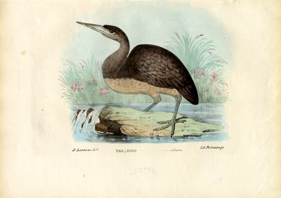 Rohrdommel, 1863-79 von Raimundo Petraroja